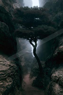 A black-and-white night nature scene of trees, forest, fog.