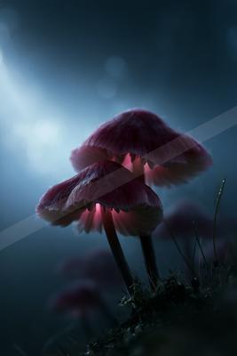A moody nature scene of flowers.
