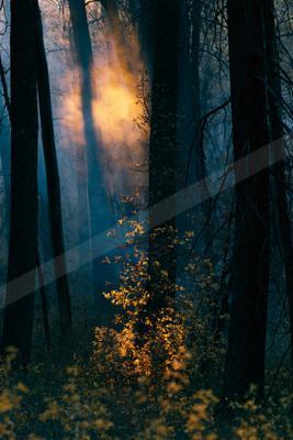 A mysterious high contrast nature scene of a forest, fog.