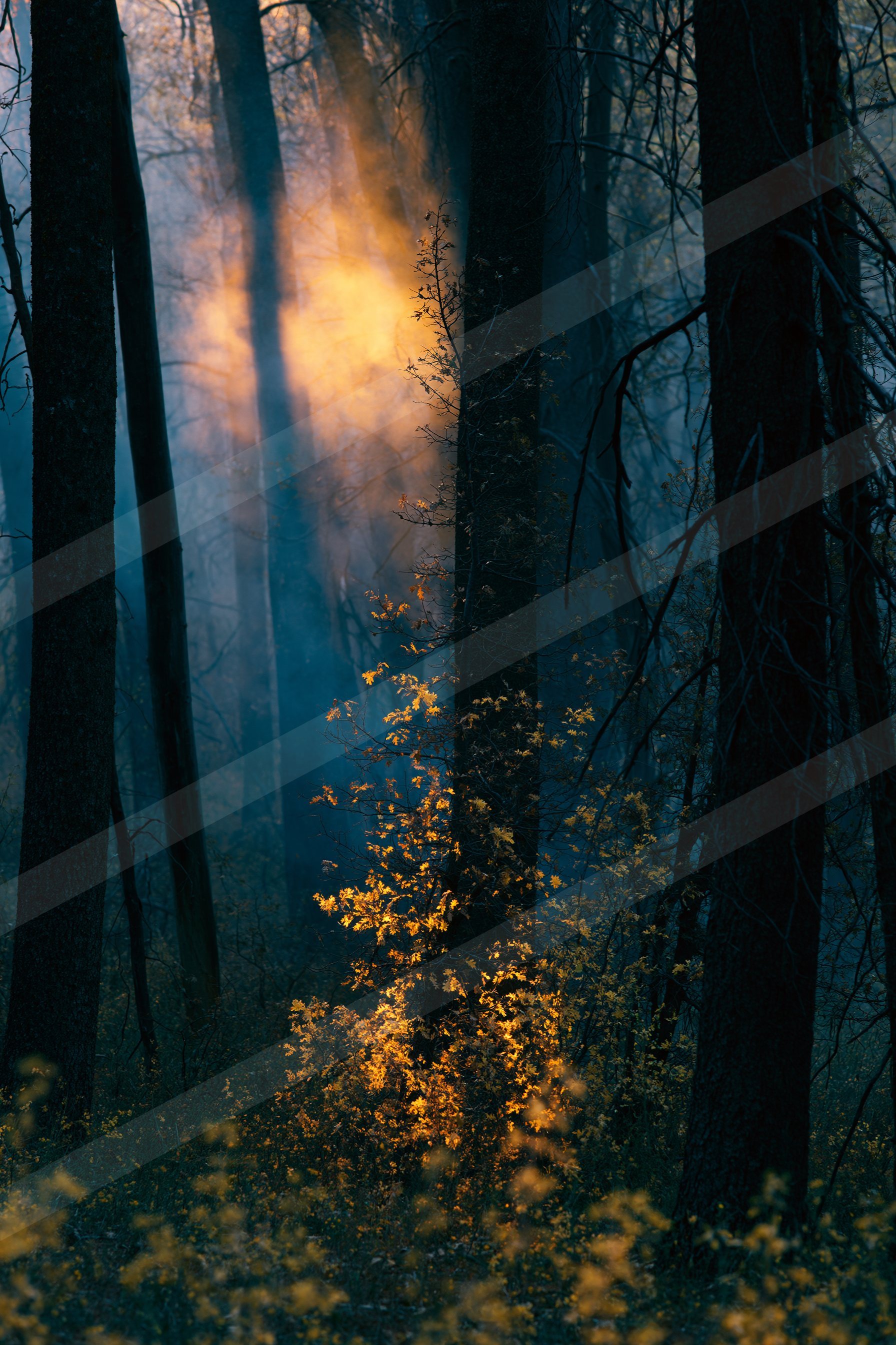 A dense forest at dusk with a striking beam of golden sunlight piercing through the trees, illuminating vibrant yellow foliage against dark trunks and misty sur