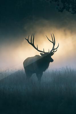 A bright wildlife photo of wildlife, fog.