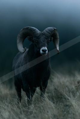 A large dark bighorn ram with massive curved horns stands in dry grass looking directly at the camera, surrounded by thick fog.