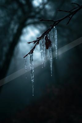 A dark tree branch with long, clear icicles hanging down against a foggy, misty forest background.