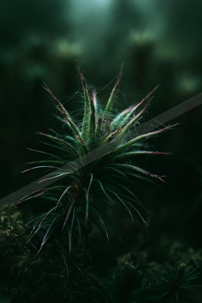 A moody nature scene of plants.