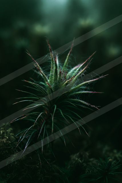 An ethereal macro nature scene of a moss.