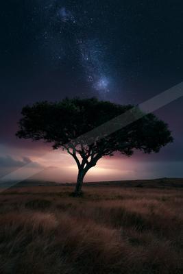 A solitary tree stands silhouetted against a vibrant night sky filled with stars and the Milky Way, above a grassy savanna plain.