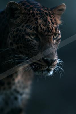 A close-up portrait of a leopard with intense yellow eyes and detailed spotted fur, looking directly at the viewer against a dark background.