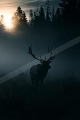A black-toned moody photograph of hartebeest, ibex, bison.