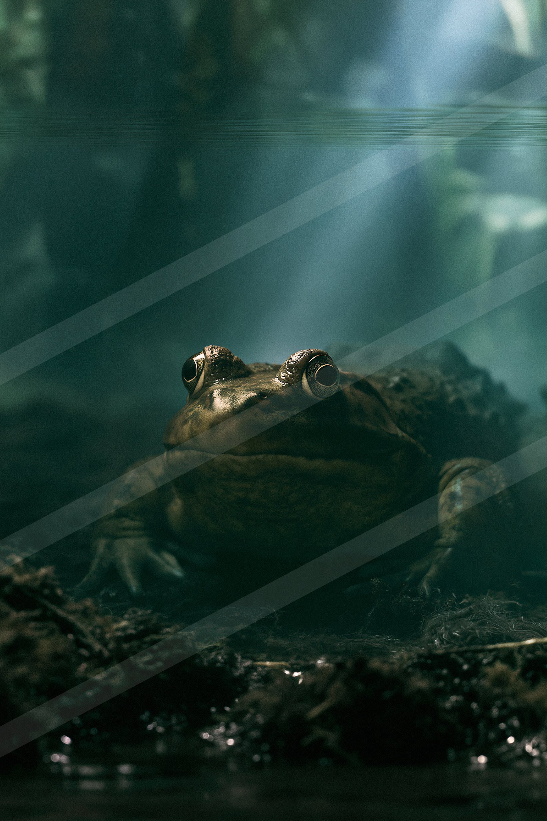 Tree frog.