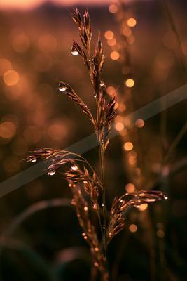 A golden hour nature scene of flowers, plants, field.
