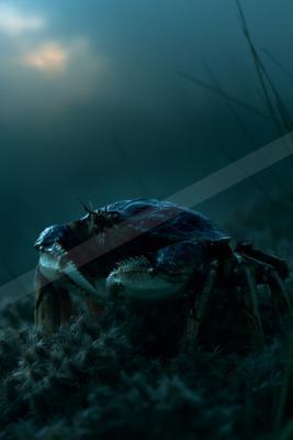 A crab emerges from the ocean floor under dramatic lighting, showcasing its intricate details and textured shell.