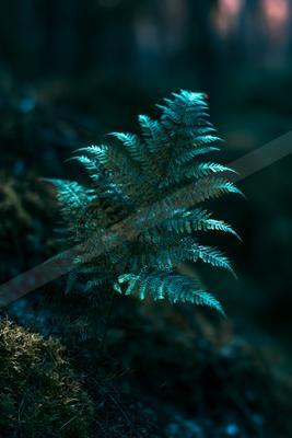 A mysterious high contrast nature scene of a fern, shadows.