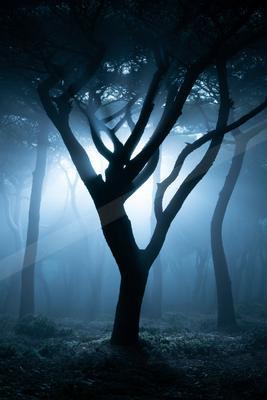 A night nature scene of forest, trees, fog.