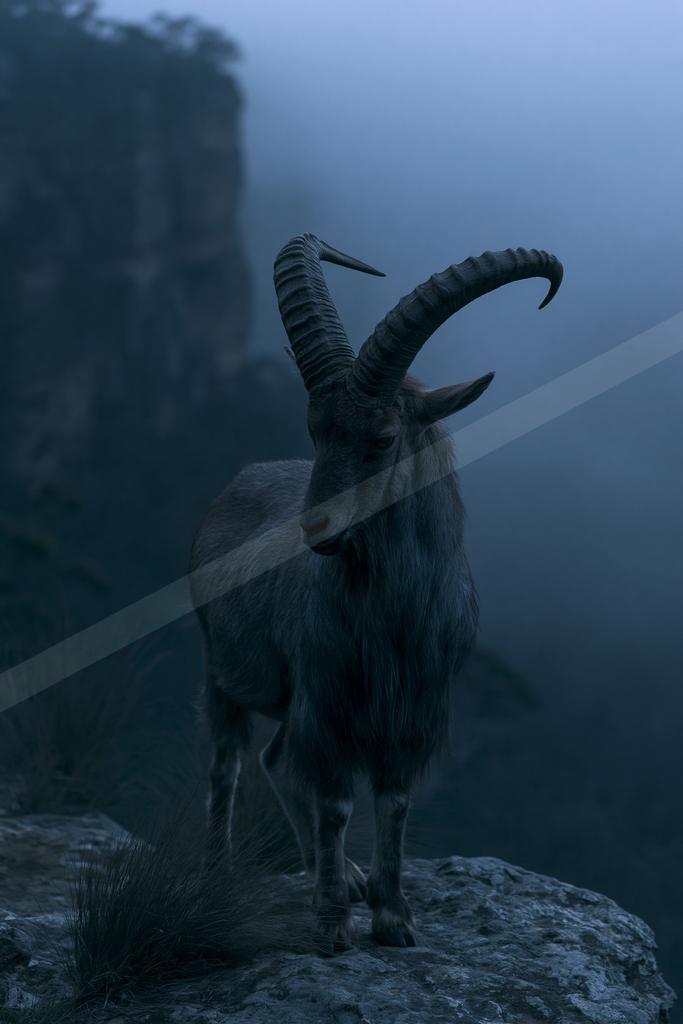 A majestic ibex with large curved horns stands on a rocky outcrop overlooking a foggy mountain landscape.