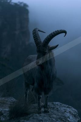 A majestic ibex with large curved horns stands on a rocky outcrop overlooking a foggy mountain landscape.