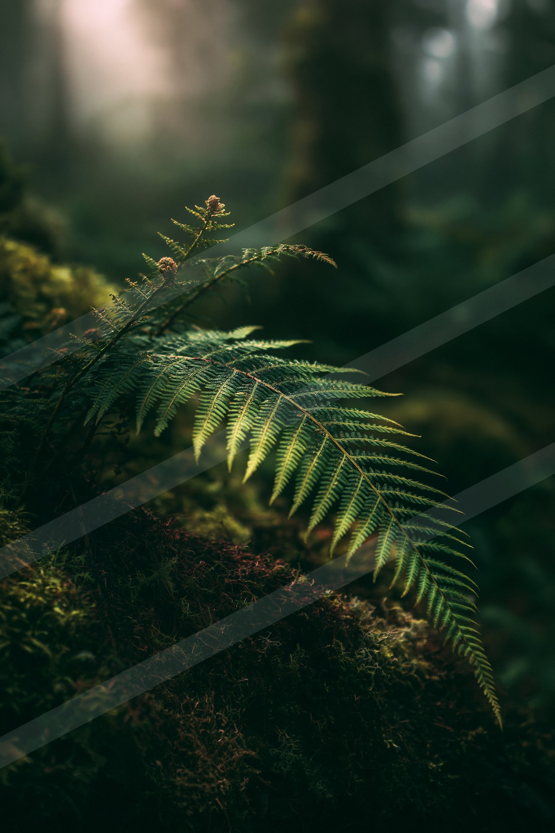 A mysterious macro nature scene of a fern.