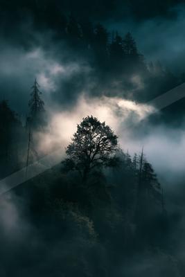 A night nature scene of trees, forest, clouds.
