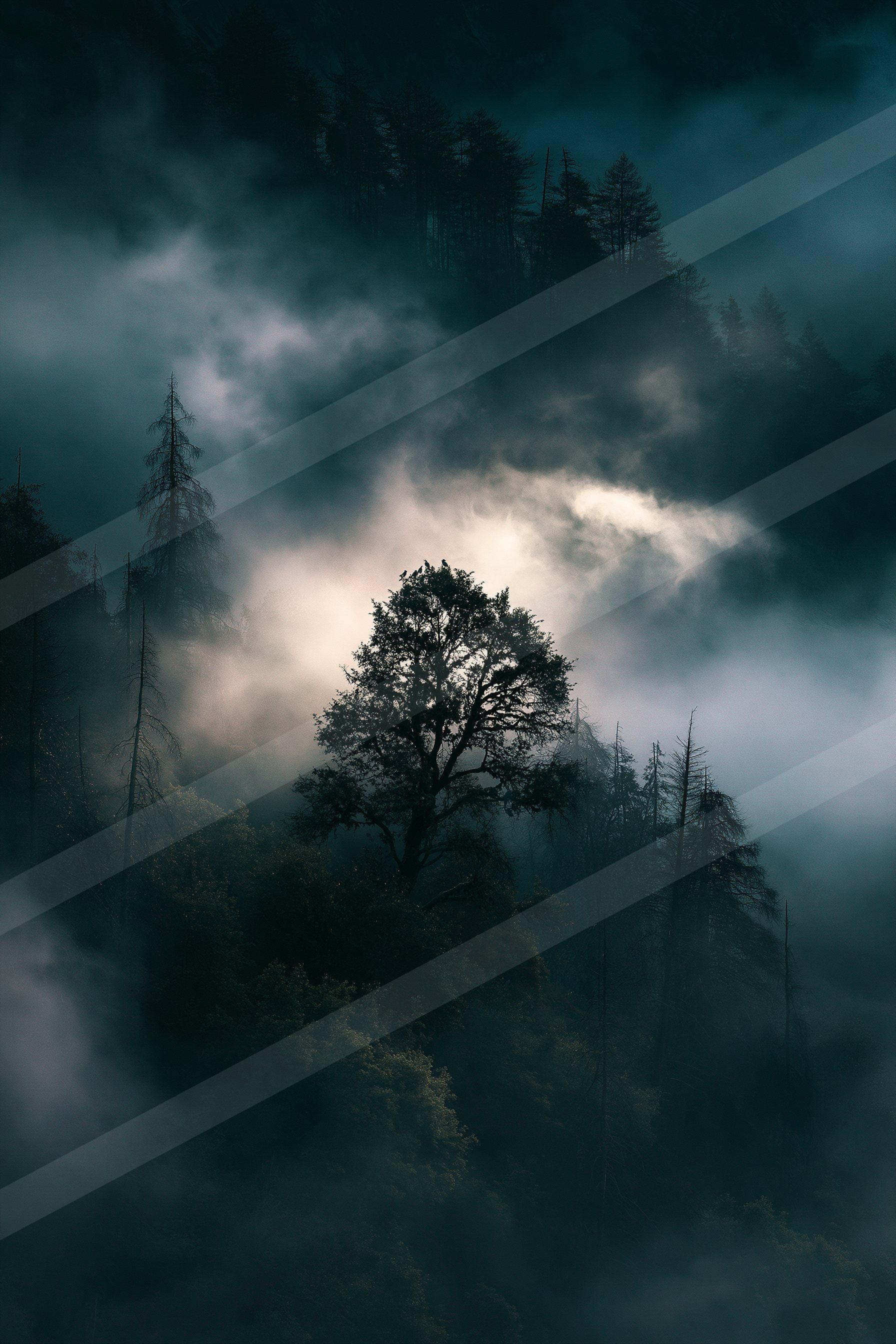 A mysterious high contrast nature scene of a pine tree, fog.