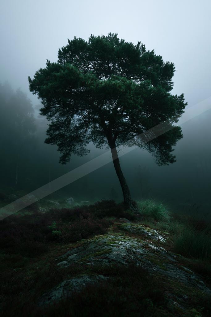 A dramatic nature scene of trees, fog.