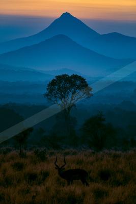 A blue hour landscape of mountains, trees, valley.