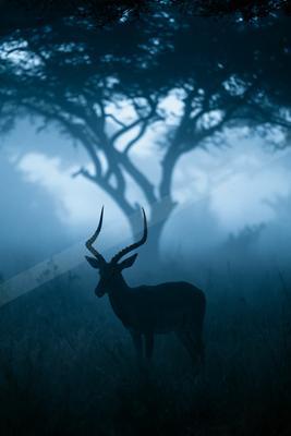 A solitary antelope with long curved horns stands in tall grass, silhouetted against a dense, foggy blue woodland with large trees in the background.