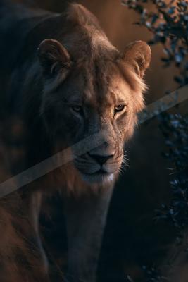 A moody wildlife photo of wildlife.