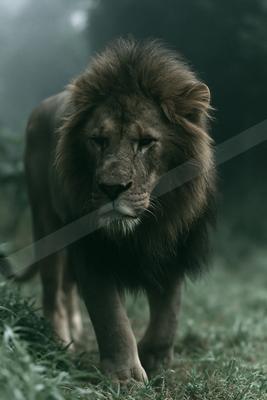 A black-toned moody photograph of lion, tiger, cougar.