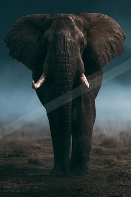 A moody wildlife photo of wildlife.