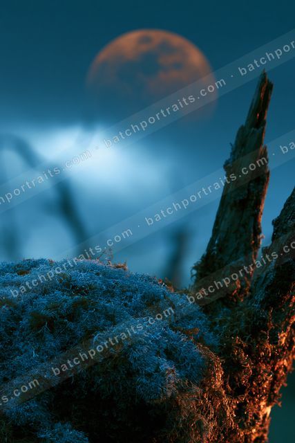 A night sky scene of a moon, dust.