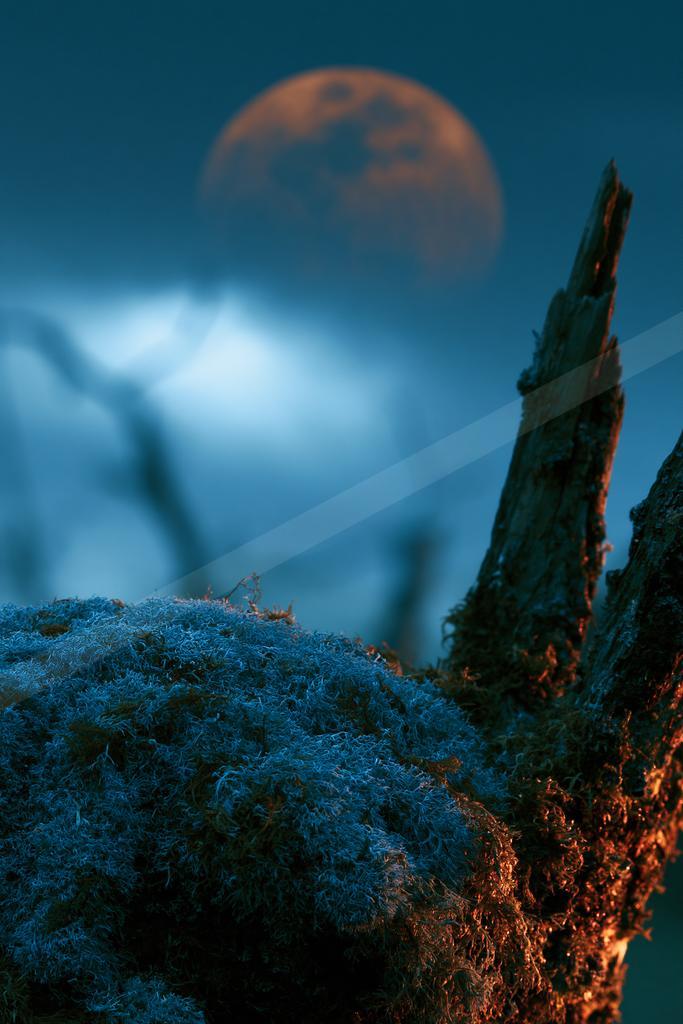 A moody nature scene of trees, desert, forest.
