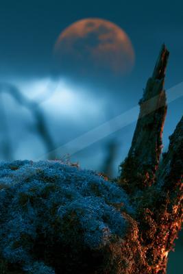 A moody nature scene of trees, desert, forest.