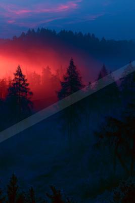 A blue hour nature scene of forest, sunset, sunrise.