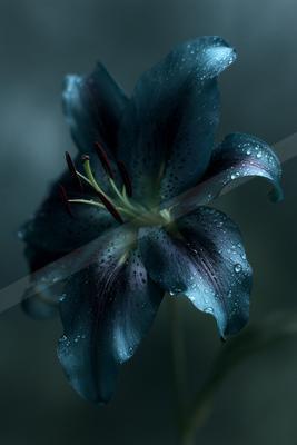A blue hour nature scene of flowers.
