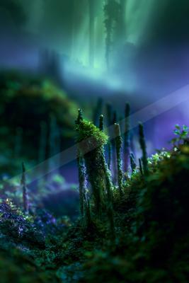 A moody nature scene of forest, trees, plants.