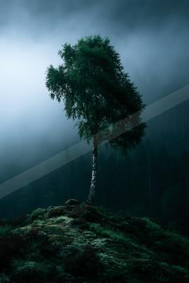 A solitary birch tree with green leaves stands on a moss-covered hilltop surrounded by thick fog and a dark forest in the background.