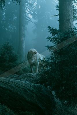 A moody wildlife photo of wildlife.