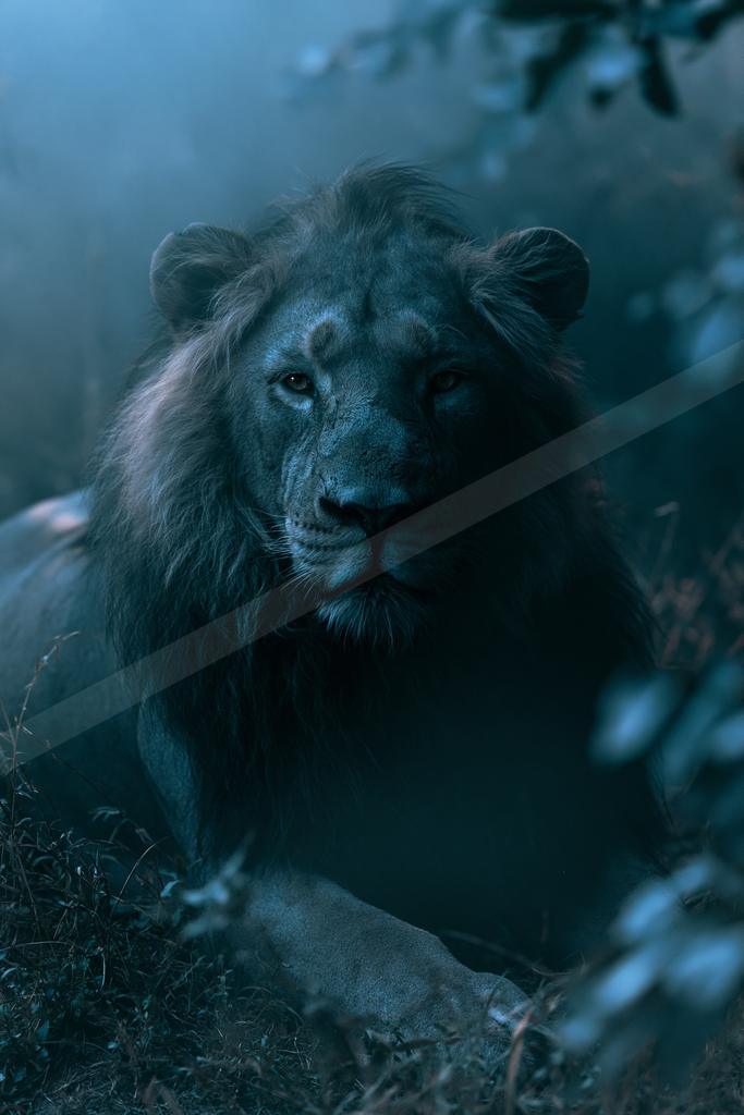 A black-toned moody photograph of lion, cougar, tiger.