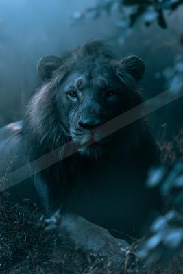 A black-toned moody photograph of lion, cougar, tiger.