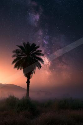 A night sky scene of starry sky, trees.