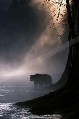 A black-and-white moody wildlife photo of wildlife.