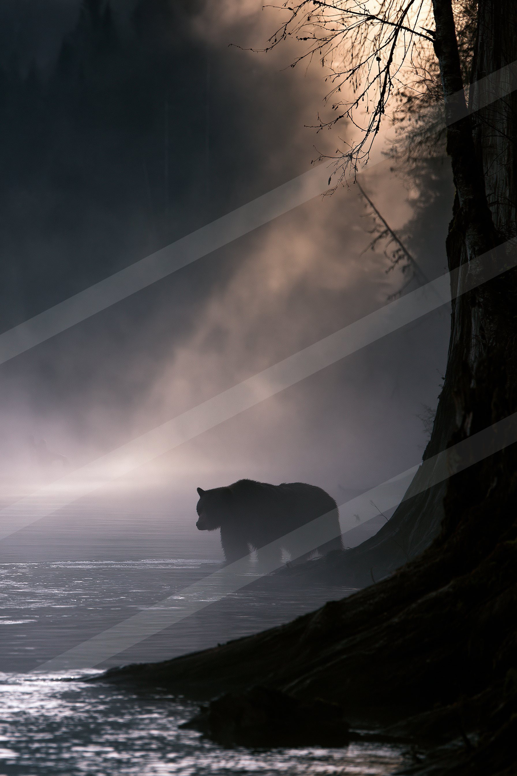 American black bear in the misty wilderness.