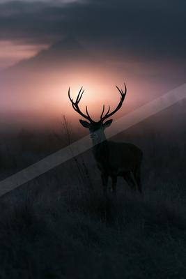 Twilight sky in a misty meadow.