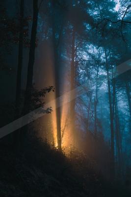 A night long exposure nature scene of forest, trees, sunrise.
