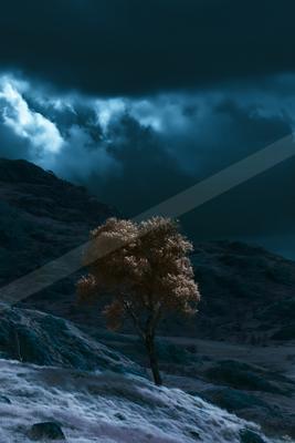 A moody nature scene of trees, forest.