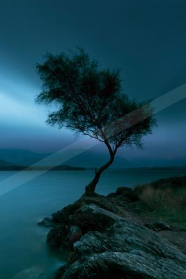 A solitary windswept tree leans over a calm lake from a rocky shoreline under a moody blue twilight sky with distant mountains.