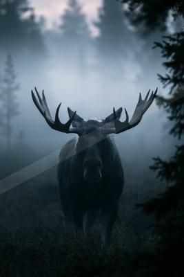 A black-toned moody photograph of ox, bison, hartebeest.