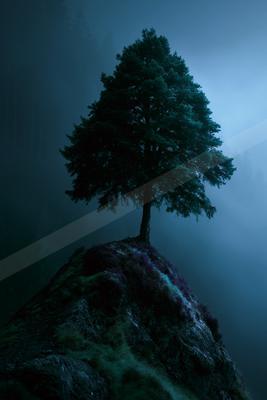 A solitary evergreen tree stands atop a rocky, moss-covered mountain peak shrouded in thick blue fog at night.