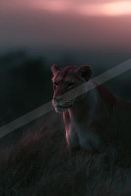 A lioness sits in tall grass looking toward the left with a dramatic pink and purple sunset sky in the background.