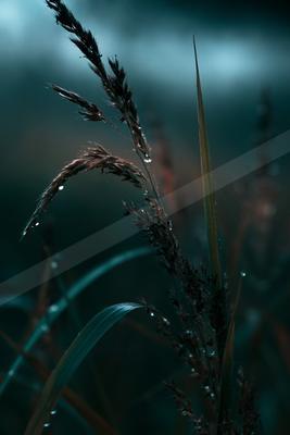 A night bokeh nature scene of plants, field.