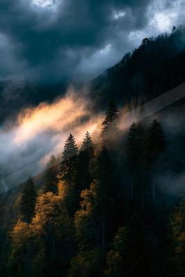 An ethereal double exposure nature scene of a forest, fog.